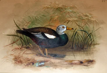 Witkop Casarca (Casarca leucoptera), 1852-54